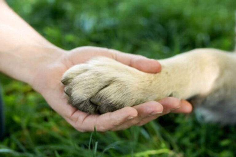 La Asamblea aún no decide sobre la ley de derechos animales