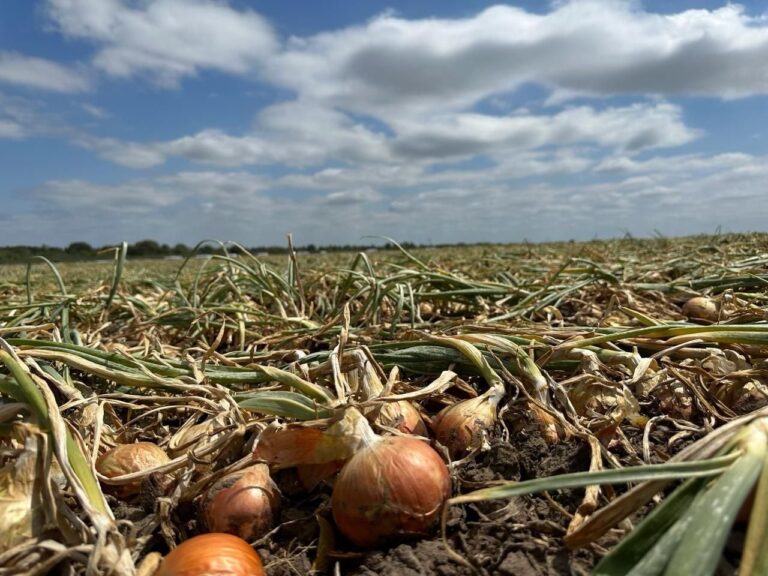 Disminución muy marcada: se cortaron las exportaciones de una joya productiva de Río Negro