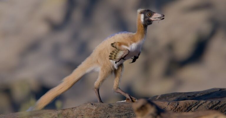 Hallazgo científico en Argentina: el dinosaurio del tamaño de un gallo que reescribe la historia evolutiva